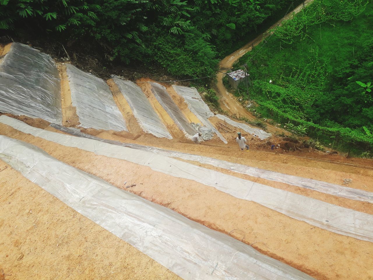 HIGH ANGLE VIEW OF A HORSE IN THE GROUND