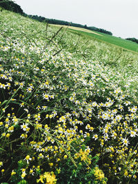 Scenic view of flowering plants on field against sky