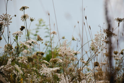 Close-up of flowering plants on field against sky