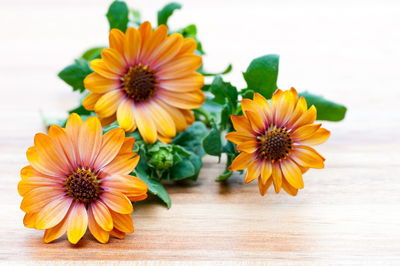 Close-up of yellow flowers on table