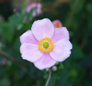 Close-up of pink flower