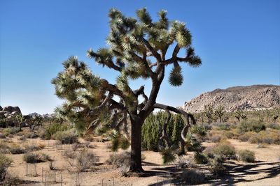 Trees on landscape against clear blue sky