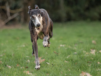 Dog running on field