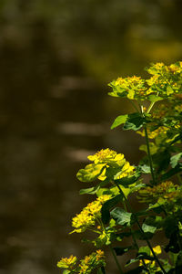 Close-up of yellow flowers blooming outdoors