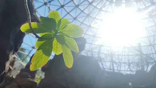 Close-up of leaves against bright sun