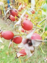 Close-up of red berries growing on tree