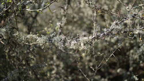 Close-up of snow on twig in forest