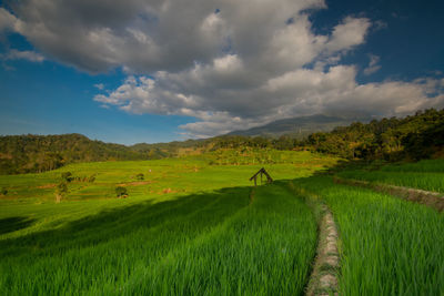 Scenic view of agricultural field against sky