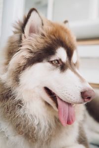 Close-up of dog looking away