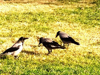 View of birds on field