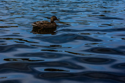 High angle view of duck swimming in lake