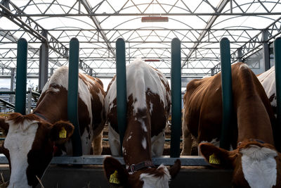 Cows standing in a horse