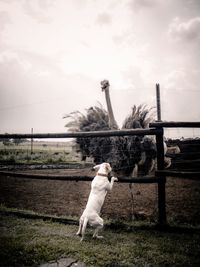 Battle of mans best friend and an ostrich 