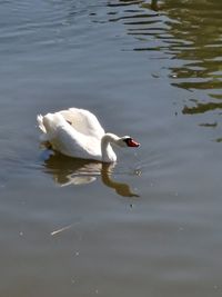 Swan floating on lake