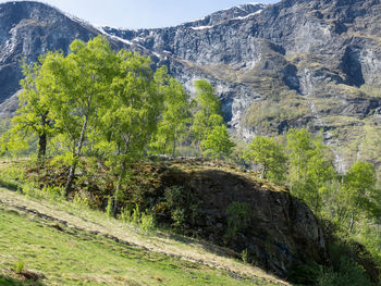 Spring in a norwegian fjord