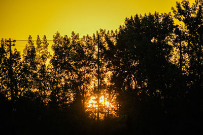 Silhouette trees against sky during sunset