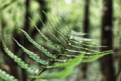 Close-up of spider web on plant in forest