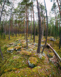 Pine trees in forest