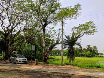 Trees by road in city against sky