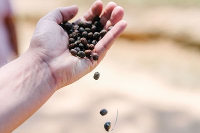 Close-up of hand holding fruit