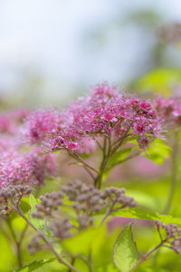 Close-up of pink flowering plant