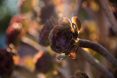 Close-up of flowering plant