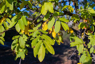 High angle view of leaves on tree