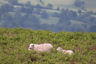 Hiding in the bracken on clee hill 