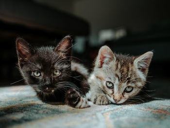 Close-up of cute kittens lying on carpet at home