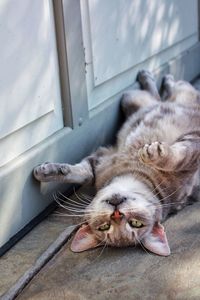 High angle view of cat relaxing outdoors