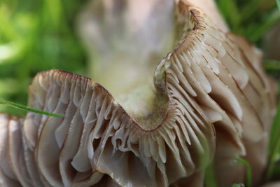 Close-up of a bird