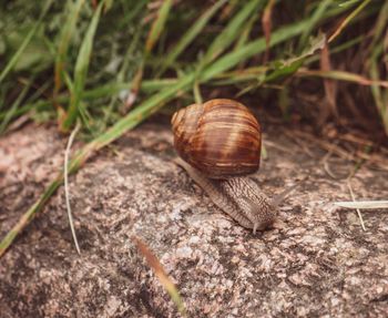 Close-up of snail on land