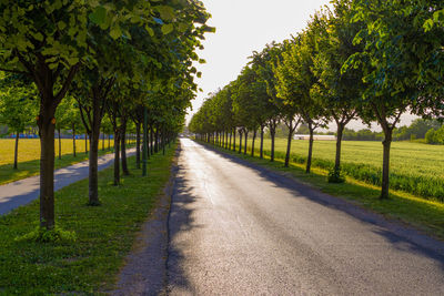 Empty road amidst trees