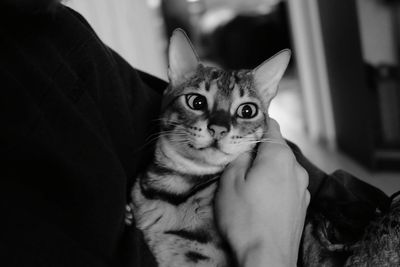 Portrait of bengal cat sitting on hands at home