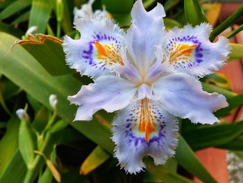 Close-up of purple iris flower