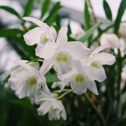 Close-up of white flowers blooming outdoors