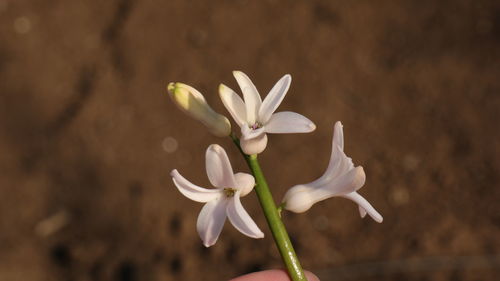 Close-up of white flower