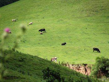 Cows grazing on field