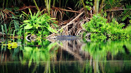 Reflection of trees in lake