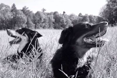 Dog standing on field