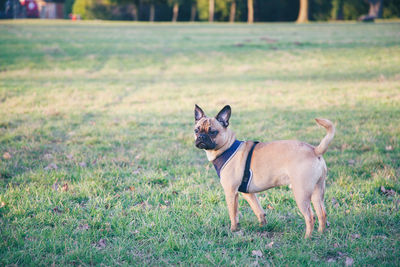 Dog standing on field