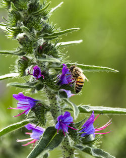 Close-up of bee pollinating on purple flower