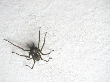 Close-up of spider