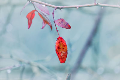 Close-up of red berries on branch