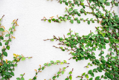 Close-up of ivy on wall