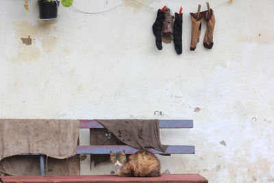 High angle view of cat on wall