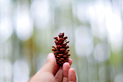 Cropped hand holding pine cone