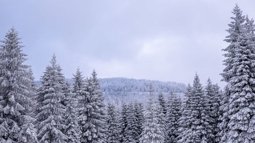 Pine trees in forest against sky