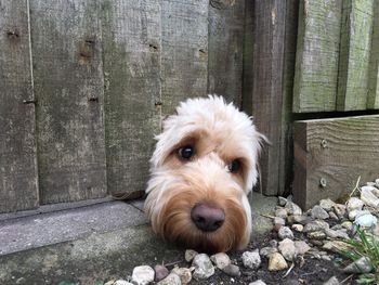 Close-up portrait of dog