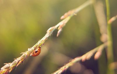 Close-up of insect on plant